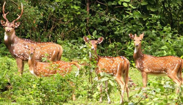 Jungle Safari In Nepal